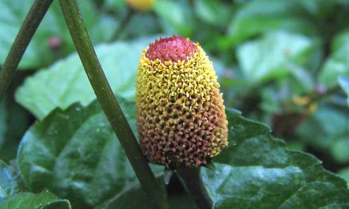 Acmella Orleacea, effetto botox senza siringa!