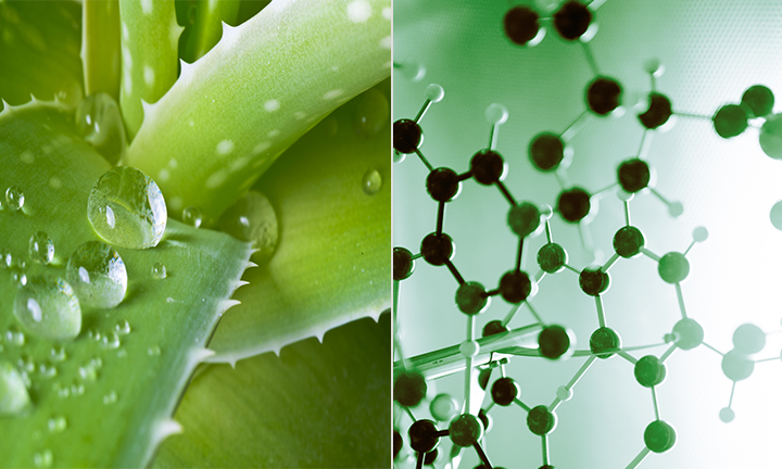 Aloe vera: i principi che la rendono preziosa.