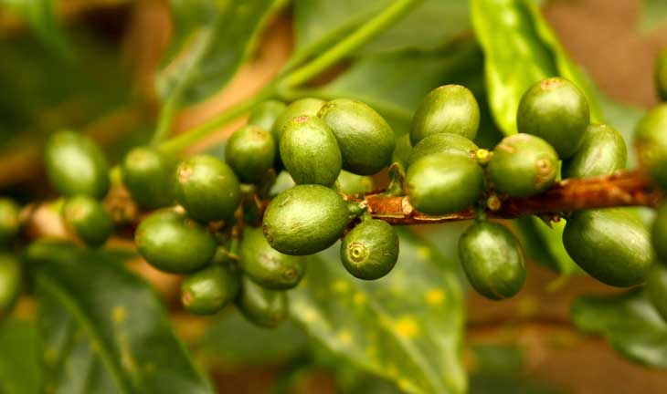 Tutta l’energia del Caffè Verde.