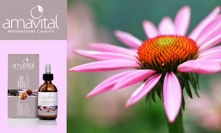 L’Echinacea, rimedio naturale contro la caduta dei capelli.