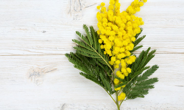 Mimosa Tenuiflora, conosciuta dai tempi dei Maya come l’albero della pelle.