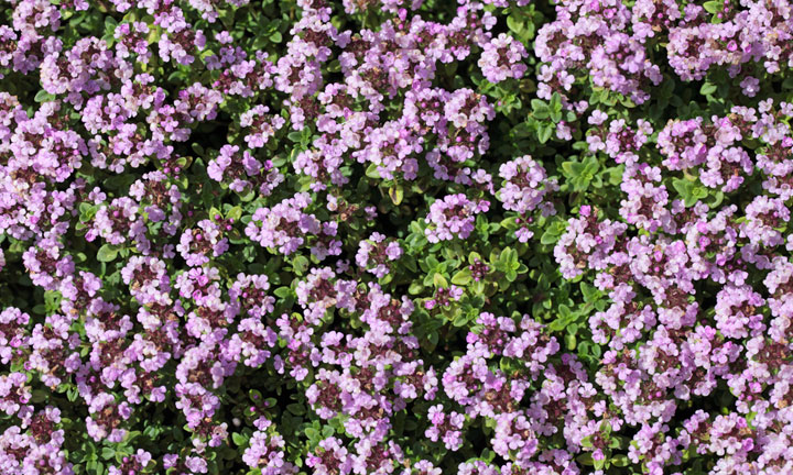 Timo, purificante naturale.